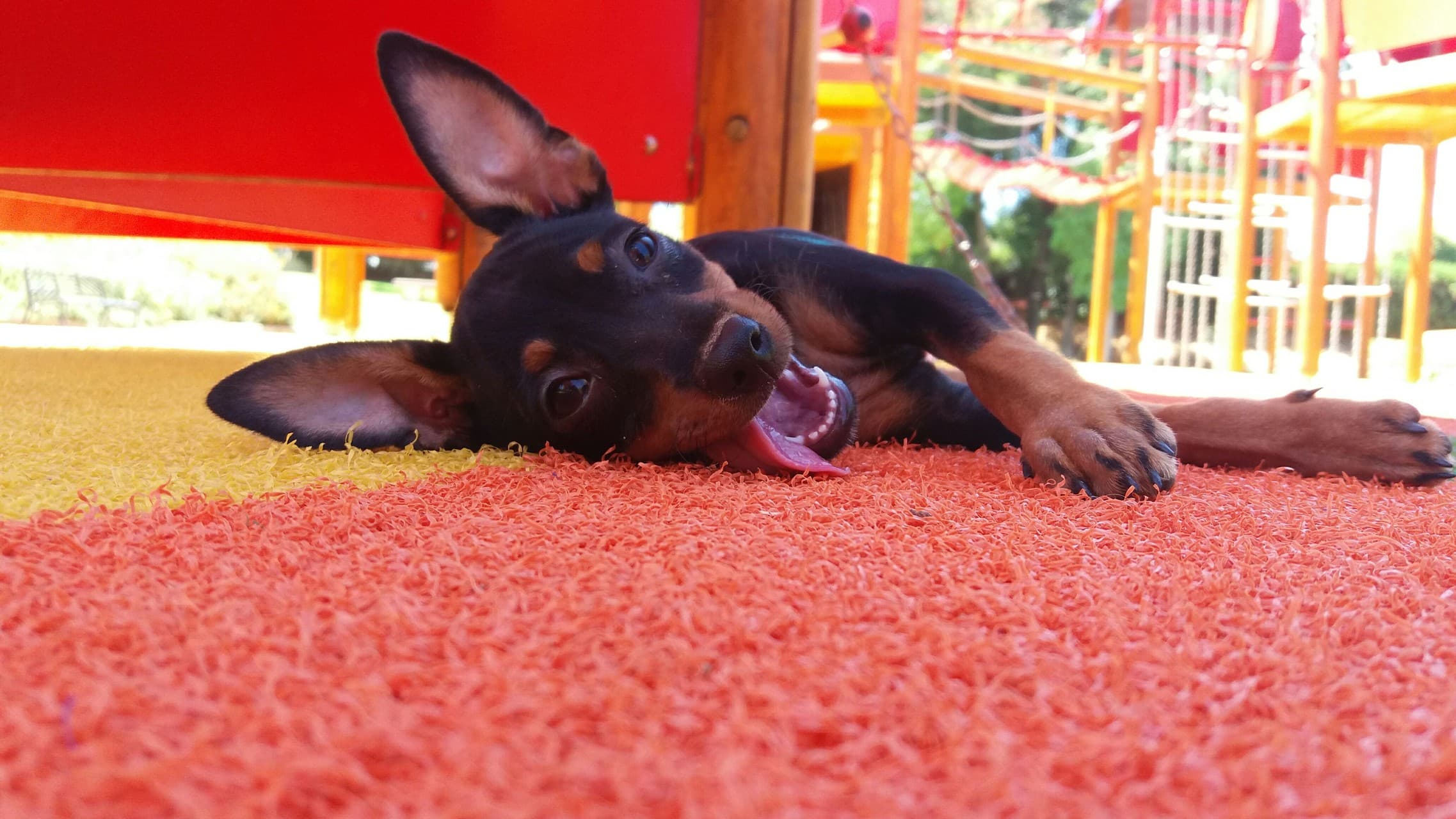 dog