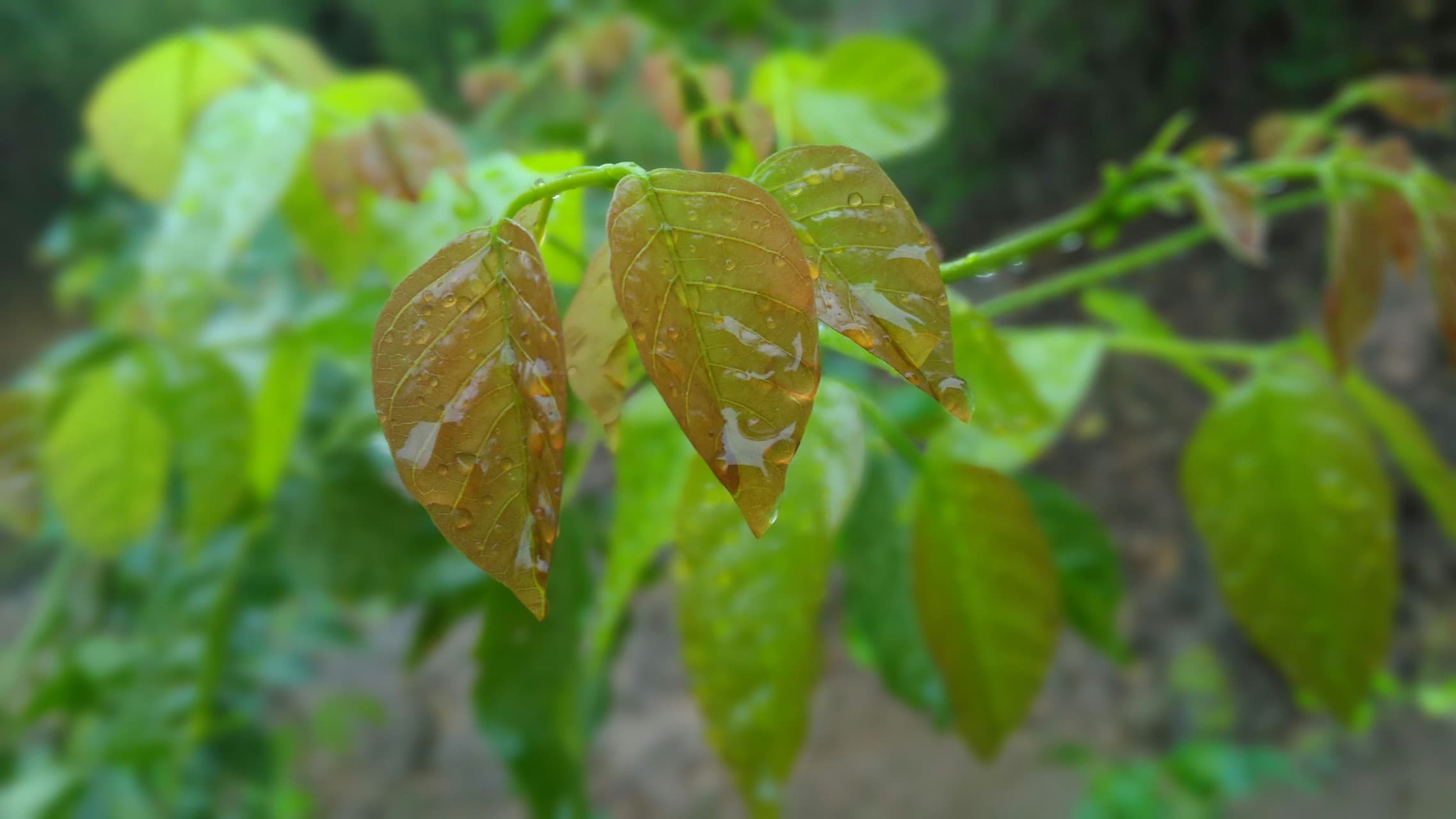 Rain drop
