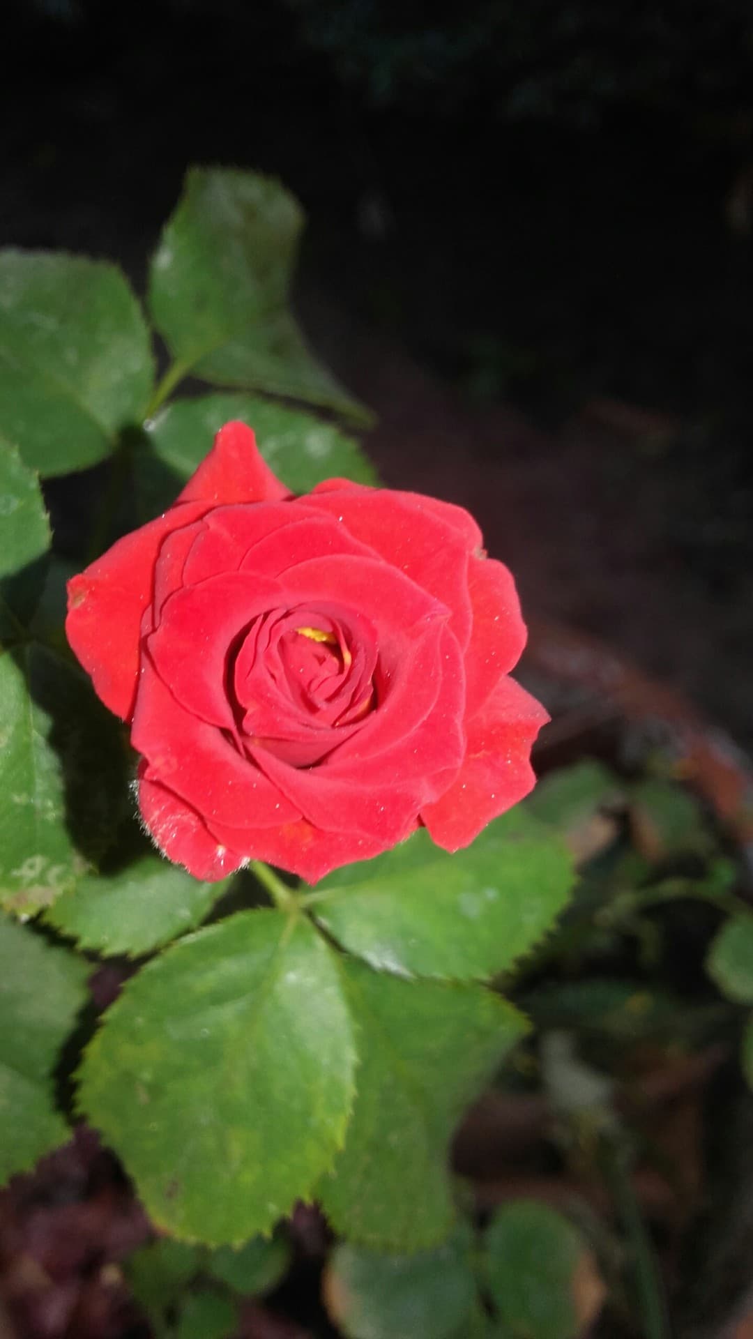 rose