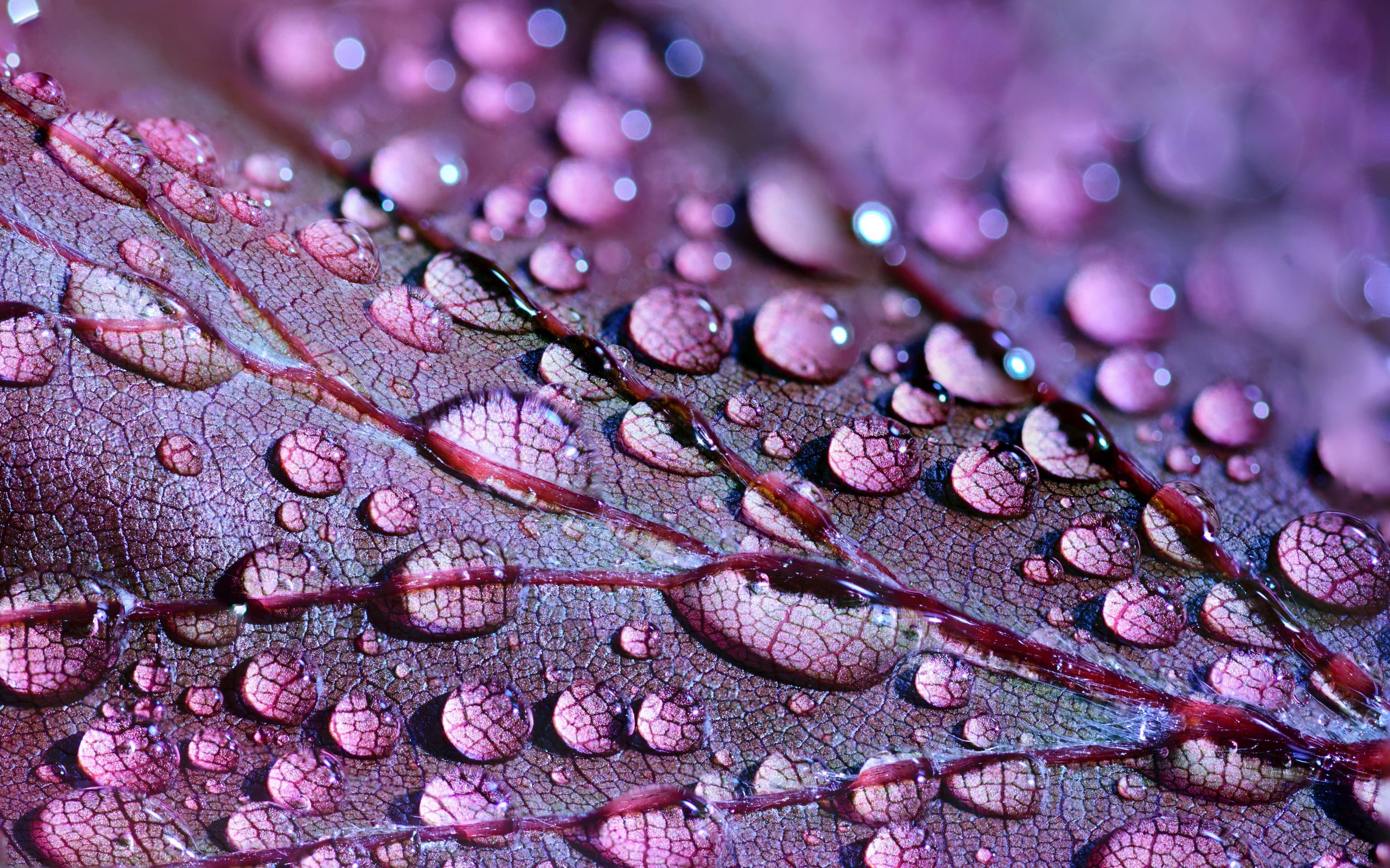 macro