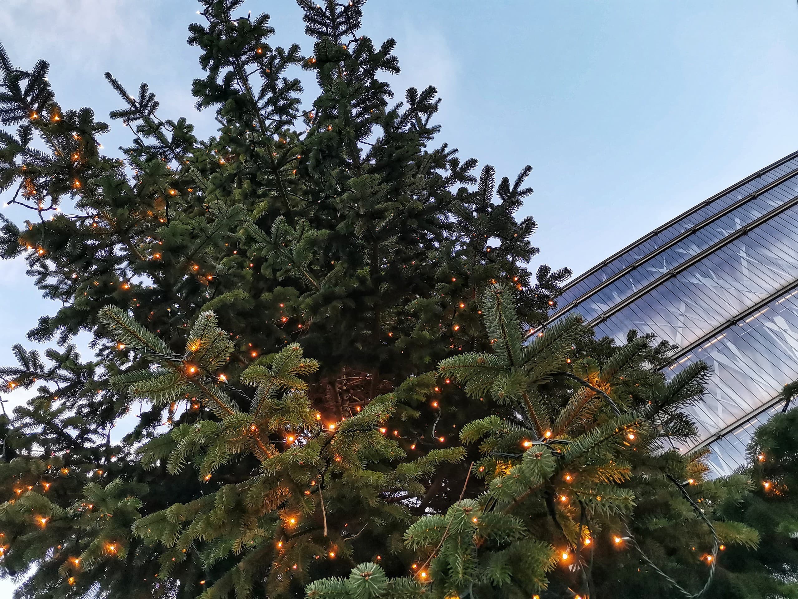 Marry Christmas