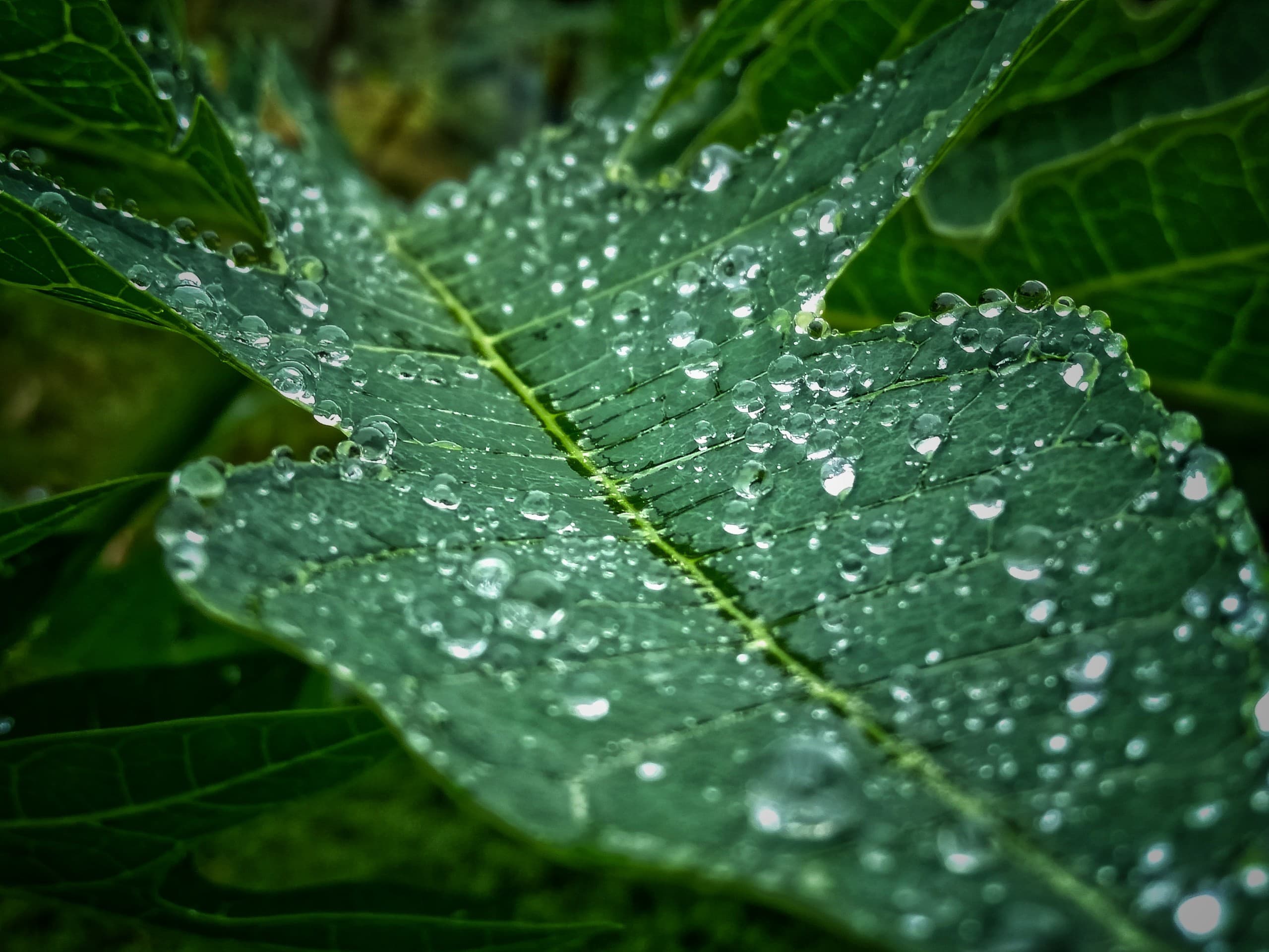 HD