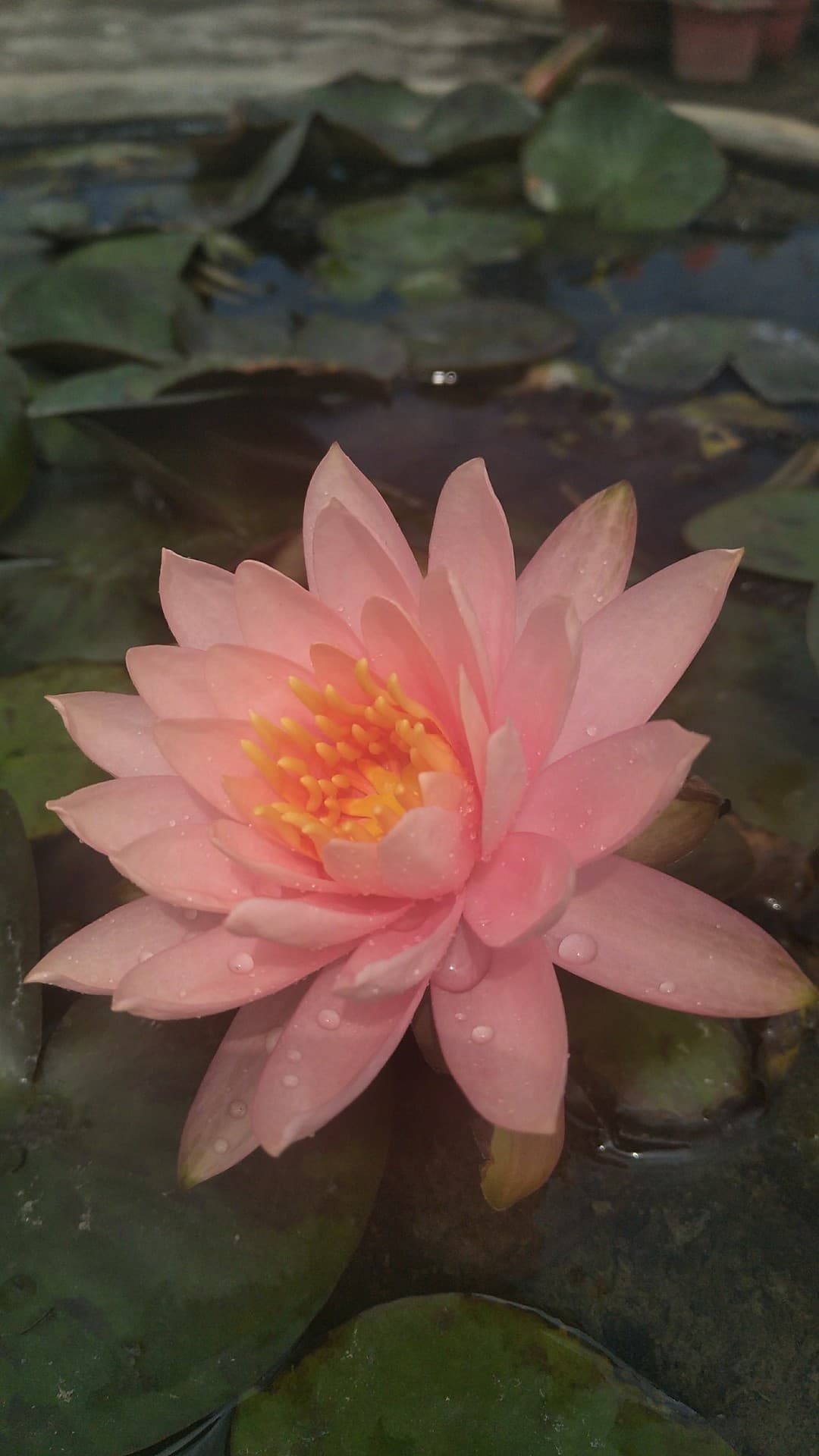lotus