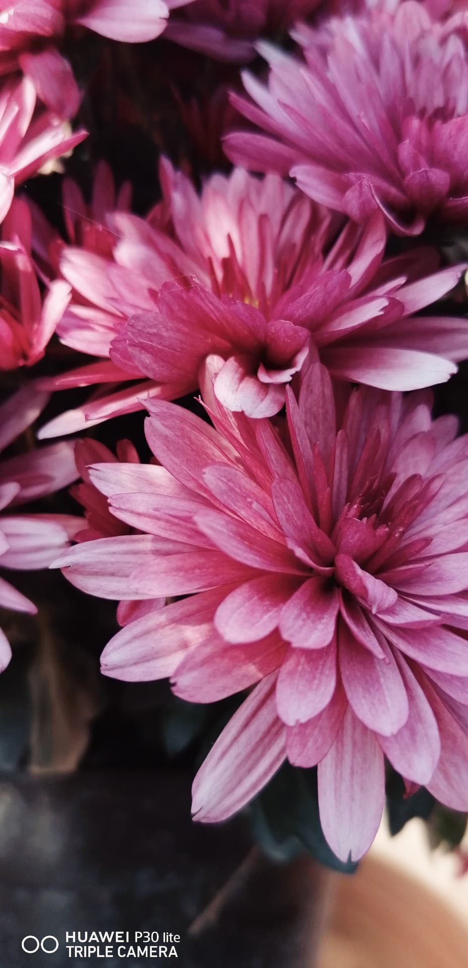 amazing flower