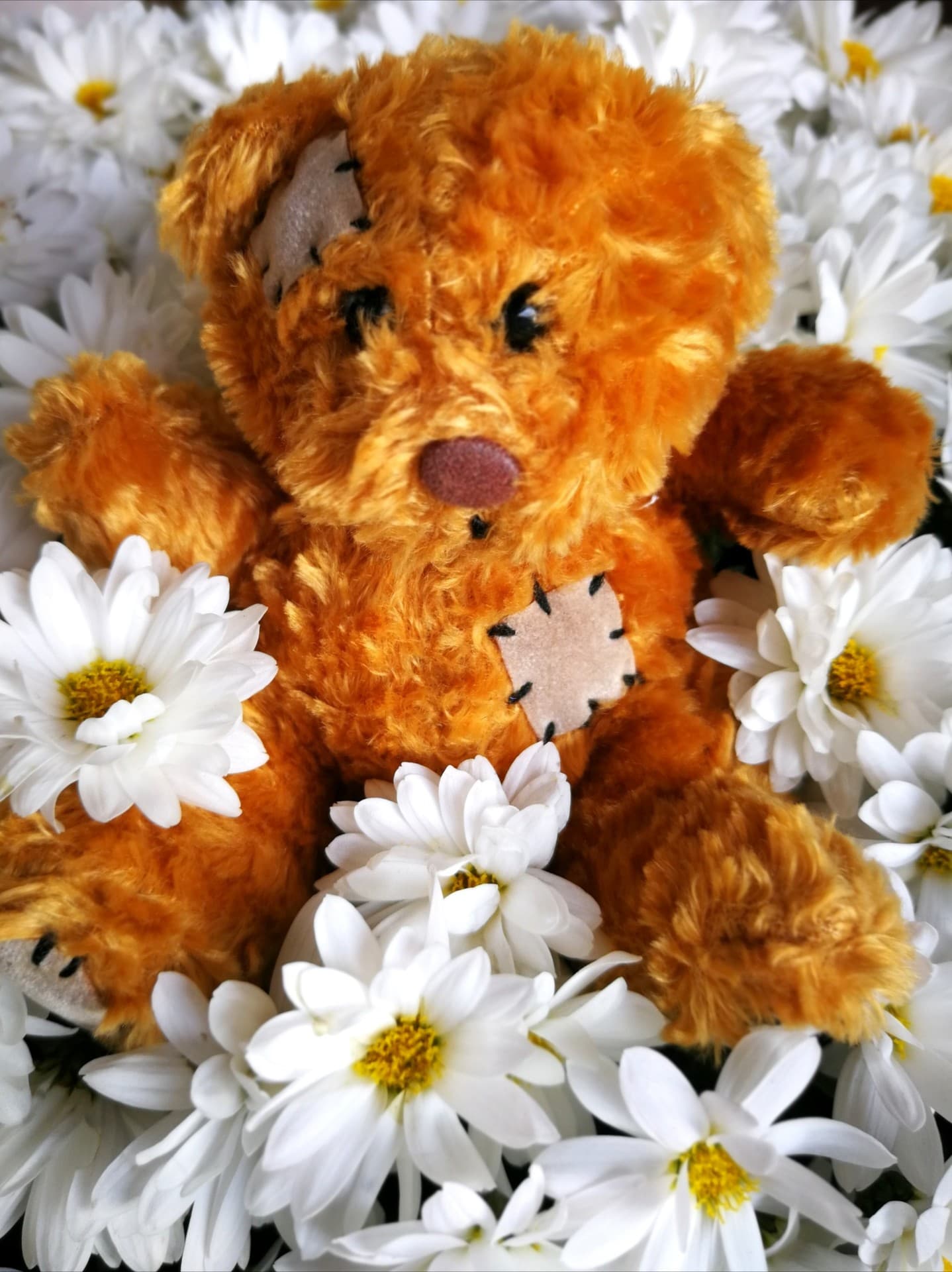 Teddybär