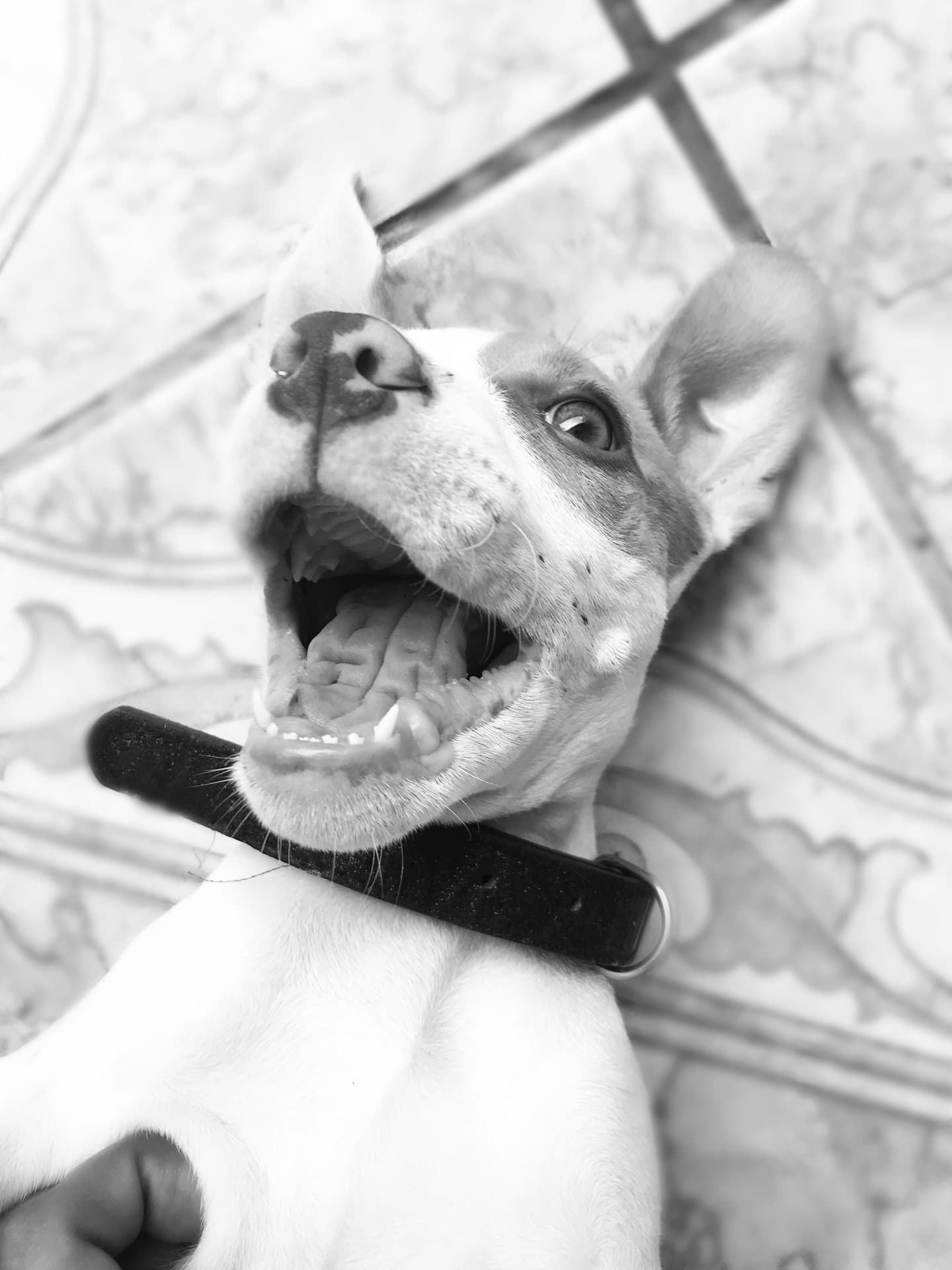 cachorro linda