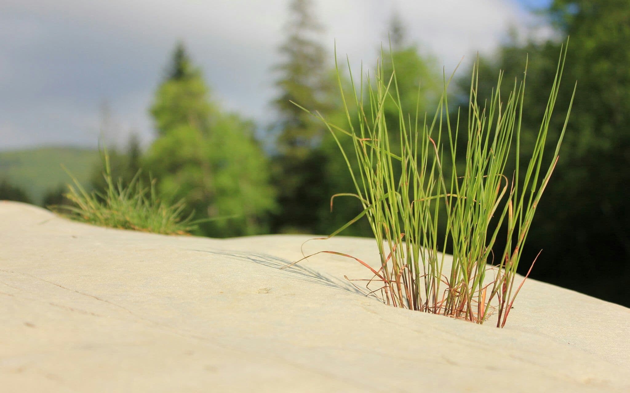 grass(трава)