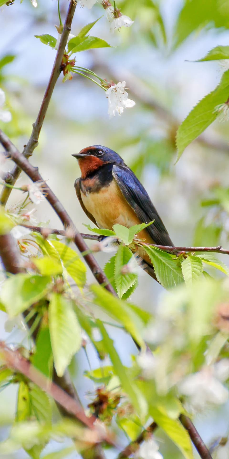 Sparrow