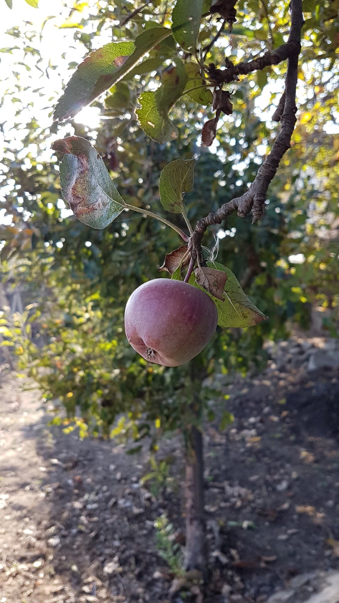 apple