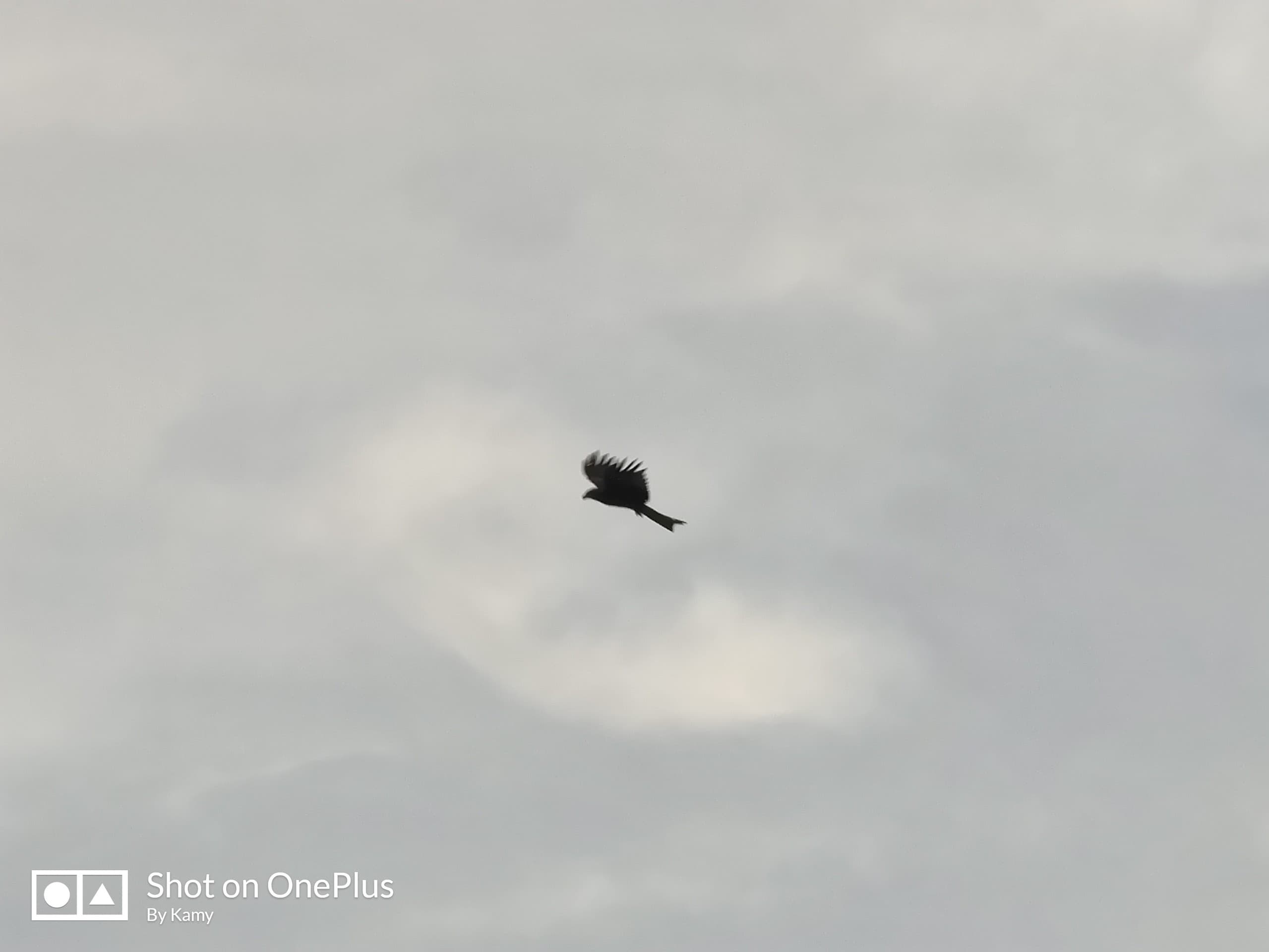 Eagle