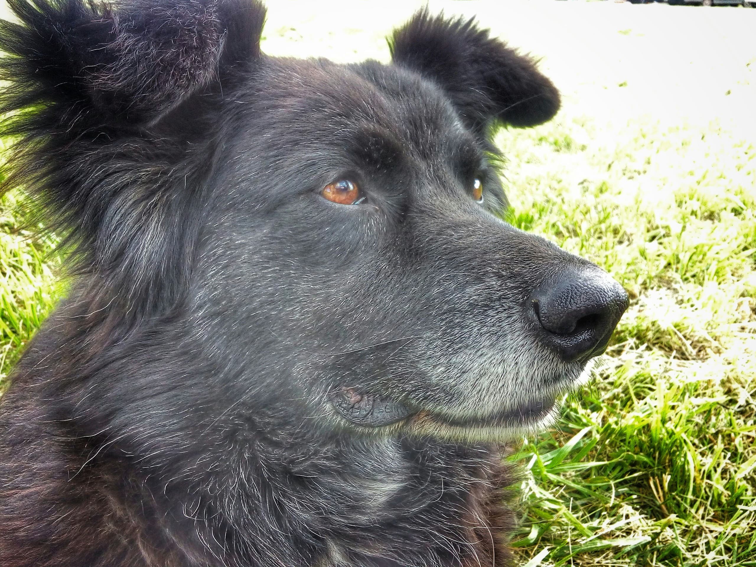 Old Dog