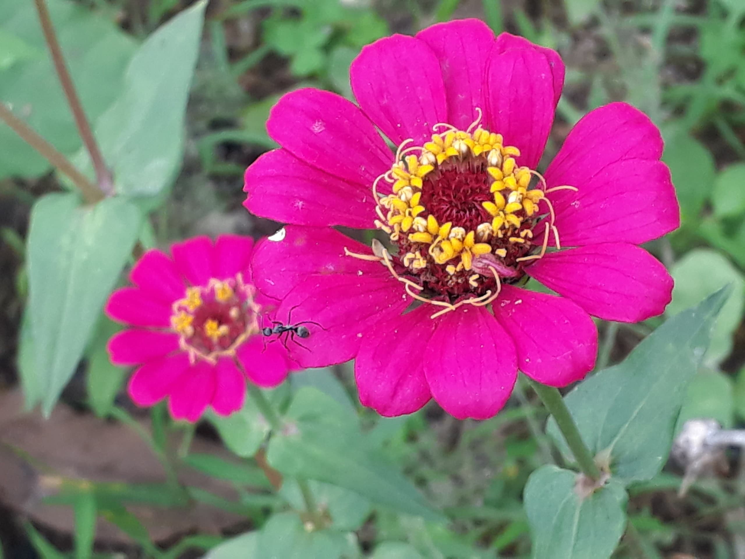 flower with ant
