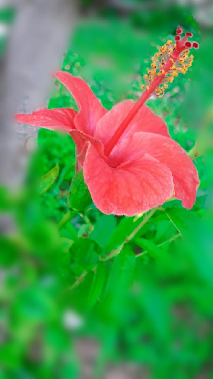 flower summer happiness