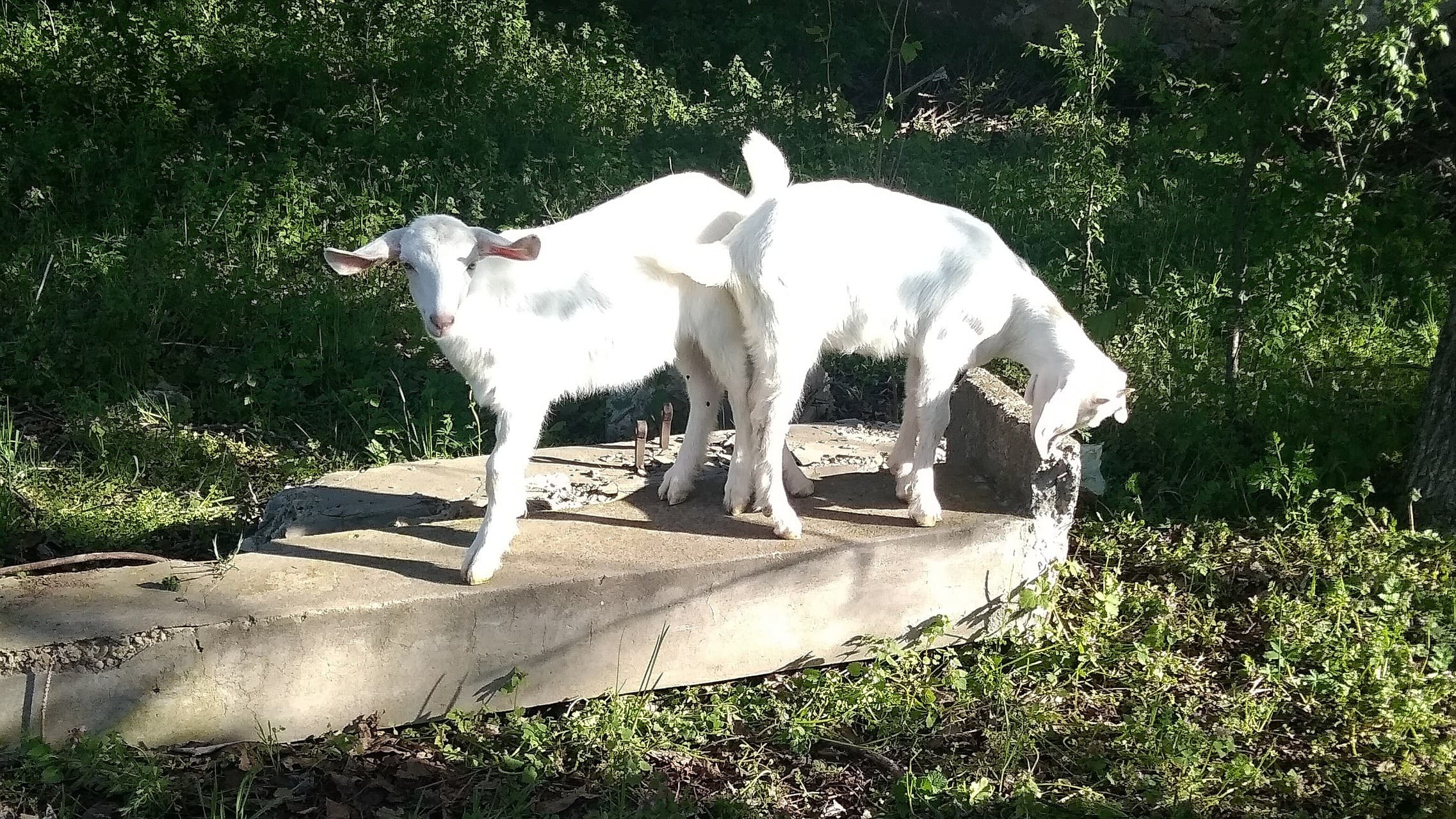 goats