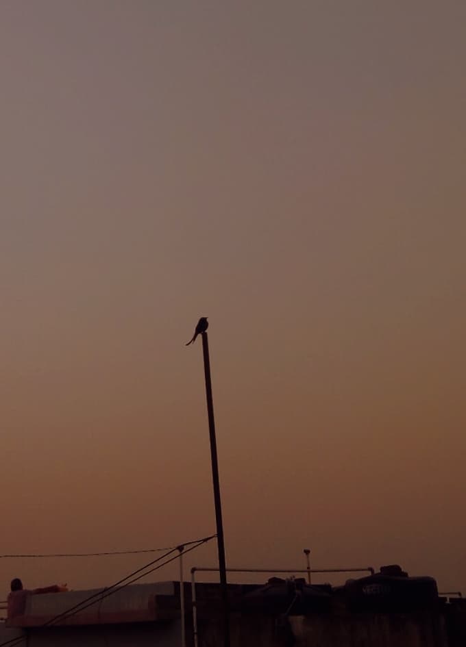Bird