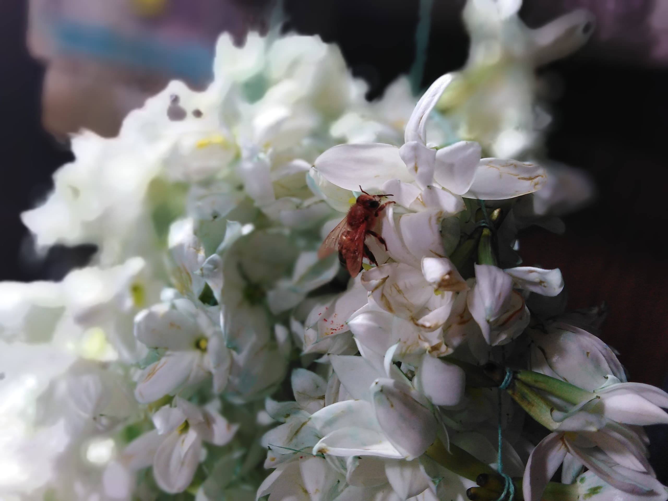 mogra flower