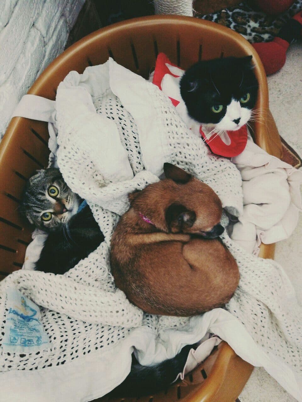 Семья