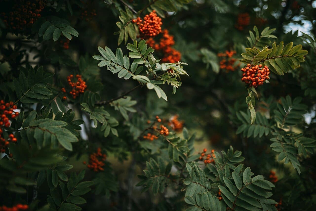 red