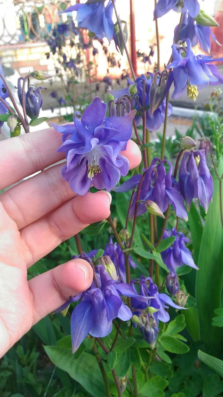 Violet flowers