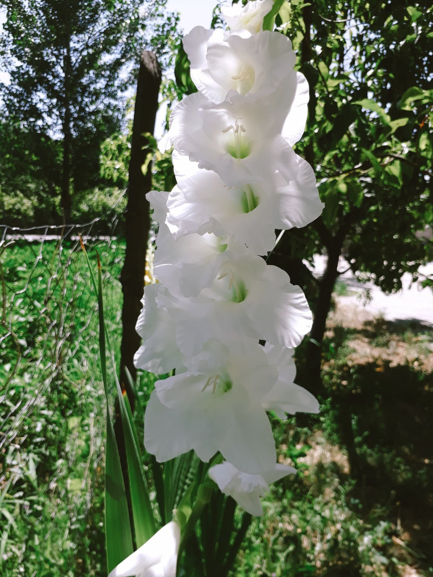 flowers