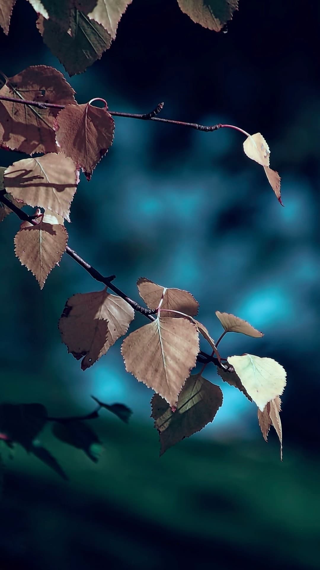 Leaf