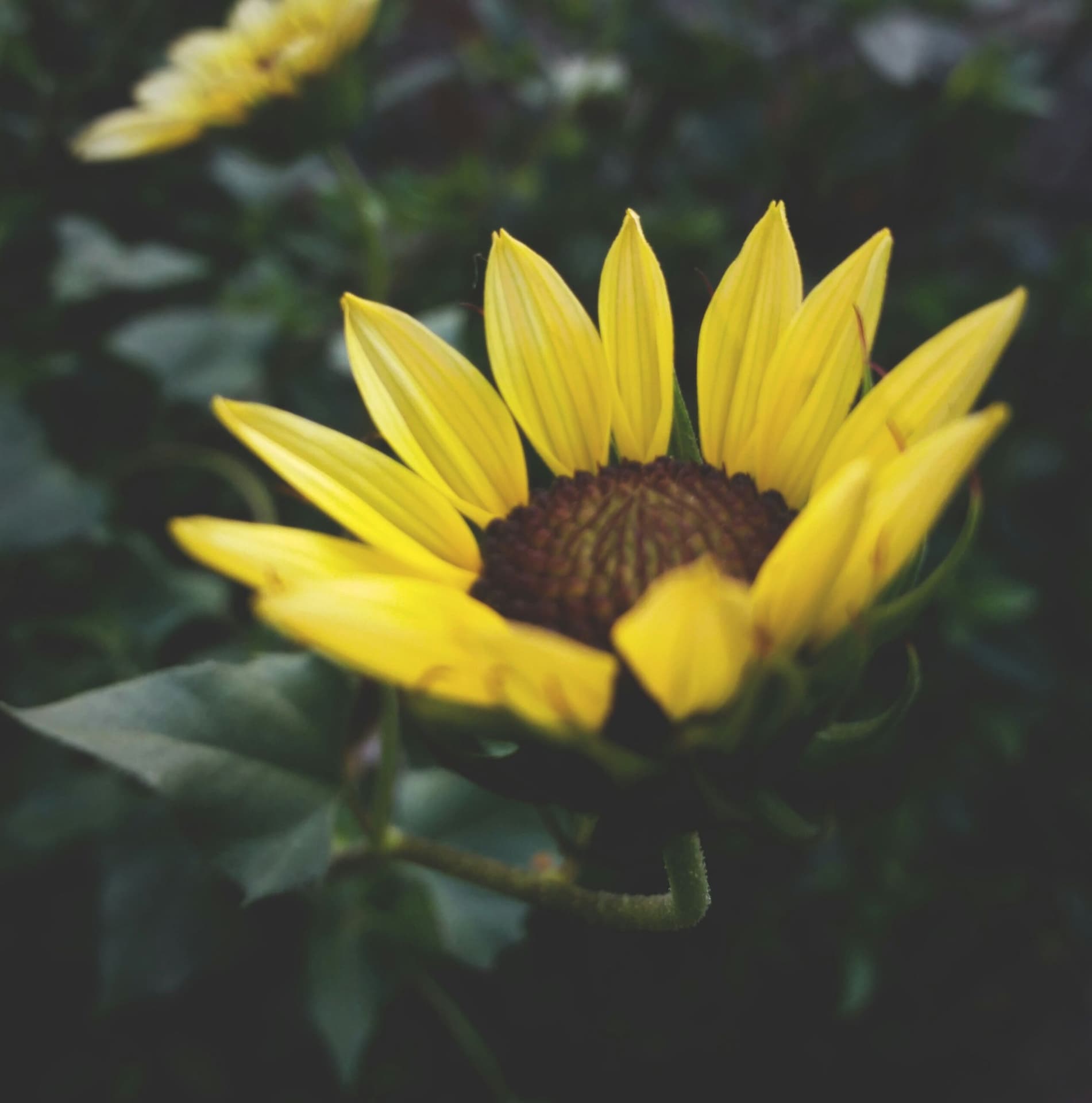 sunflower