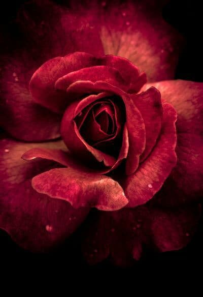 rose rosse
