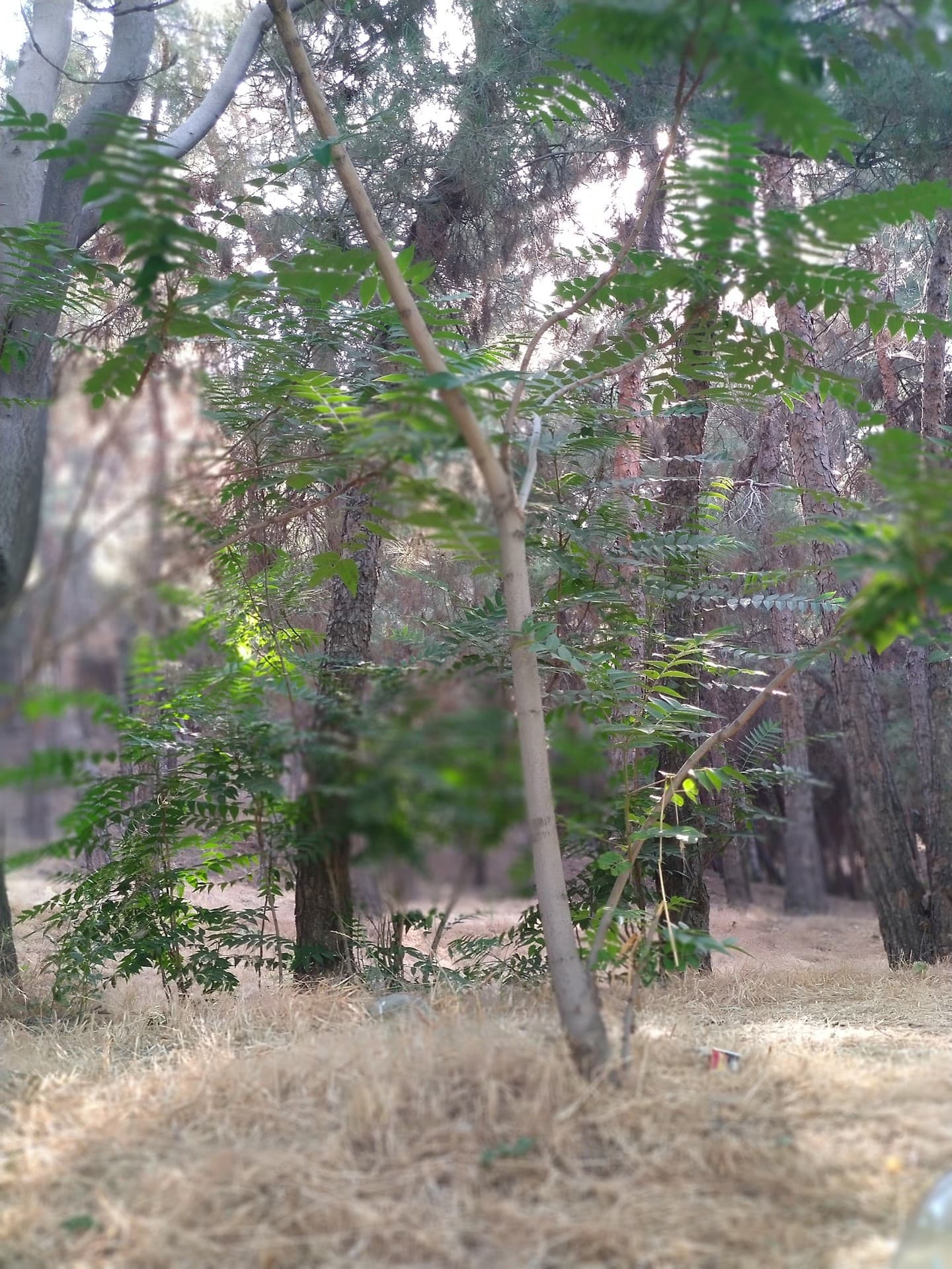 nature