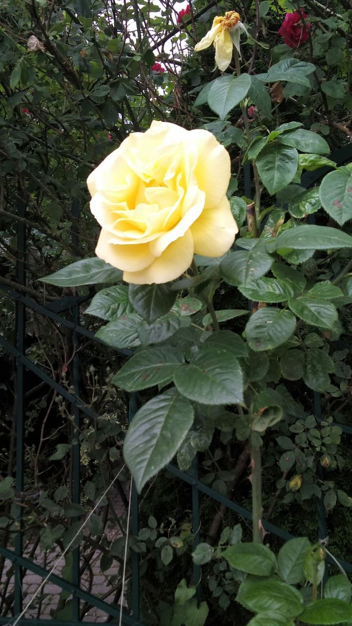 Yellow rose