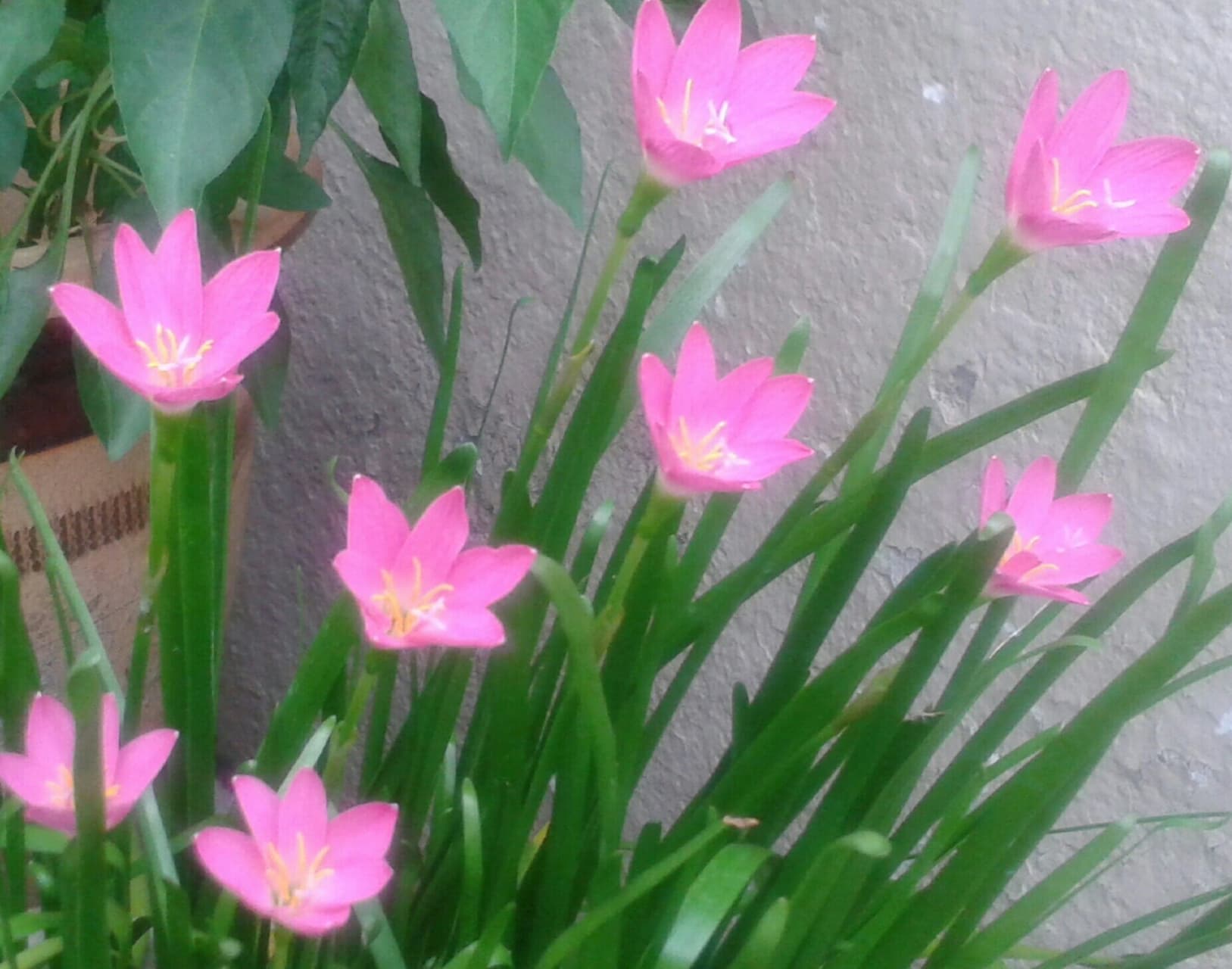 my lilies in bloom