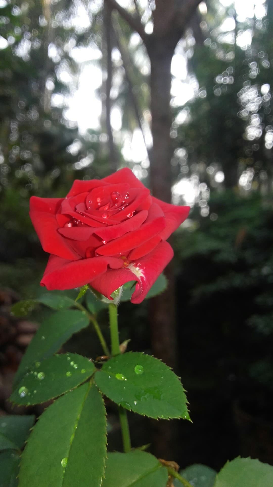 rose