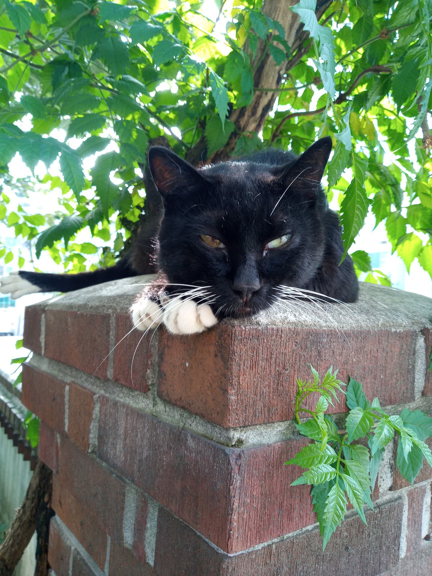 odd eye kitty