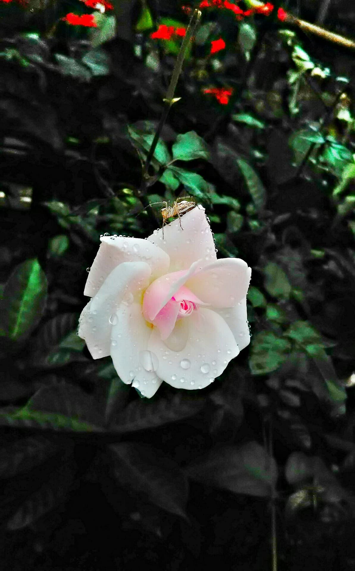 WHITE ROSE WITH SPIDER