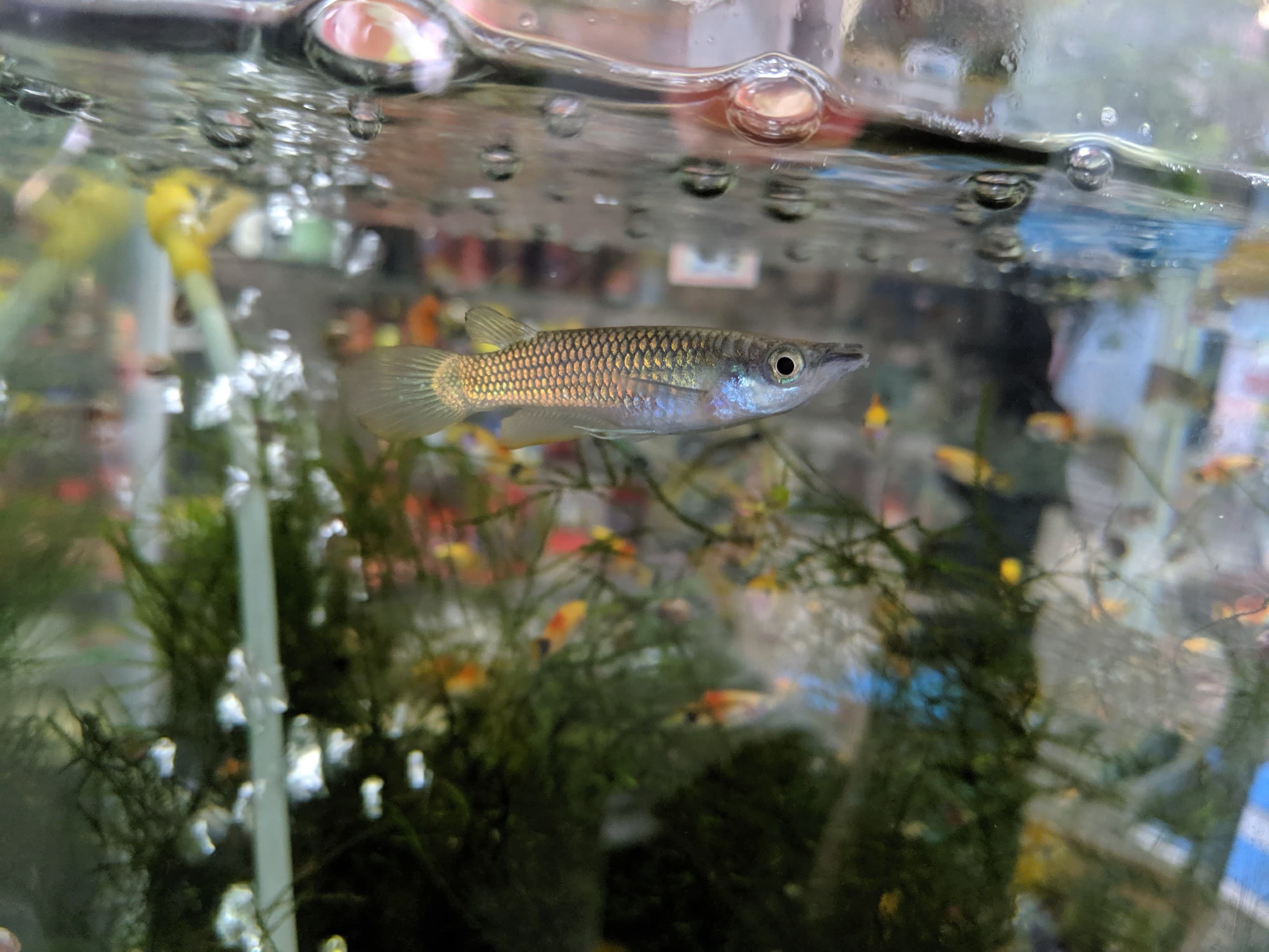 Rainbow fish