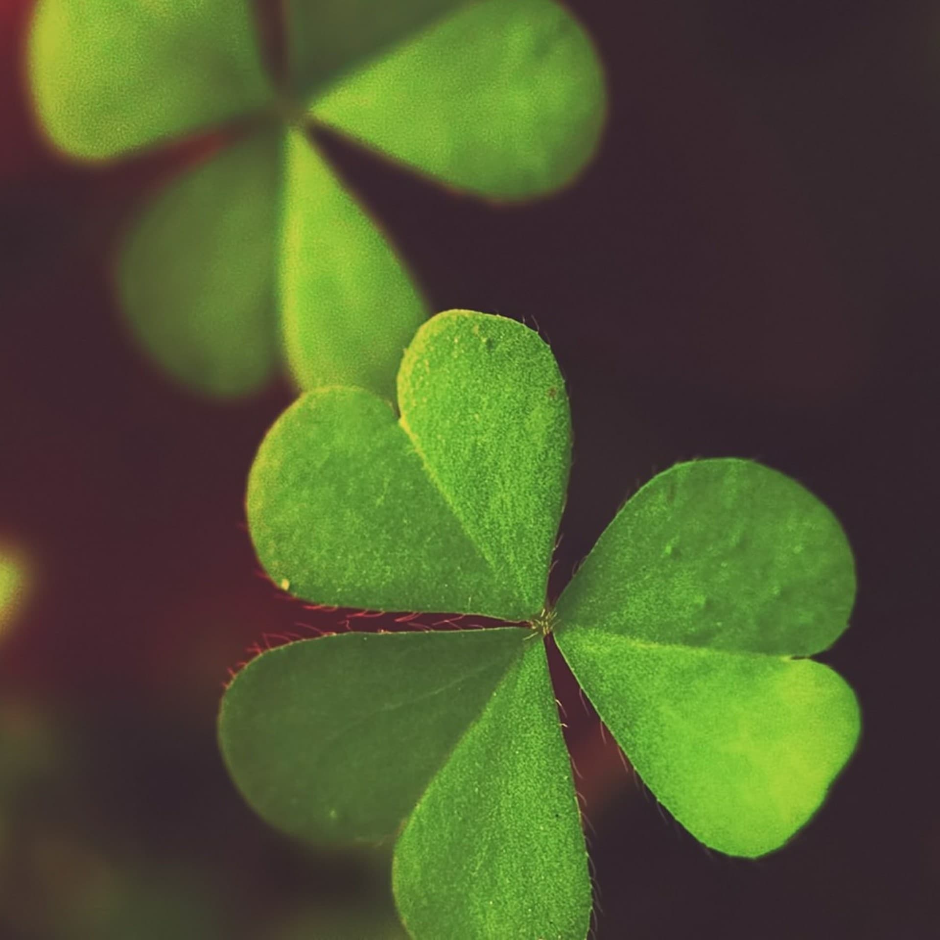 green leafs