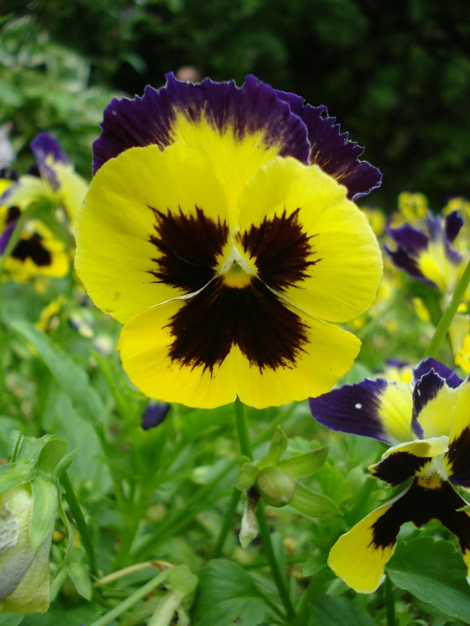viola tricolor
