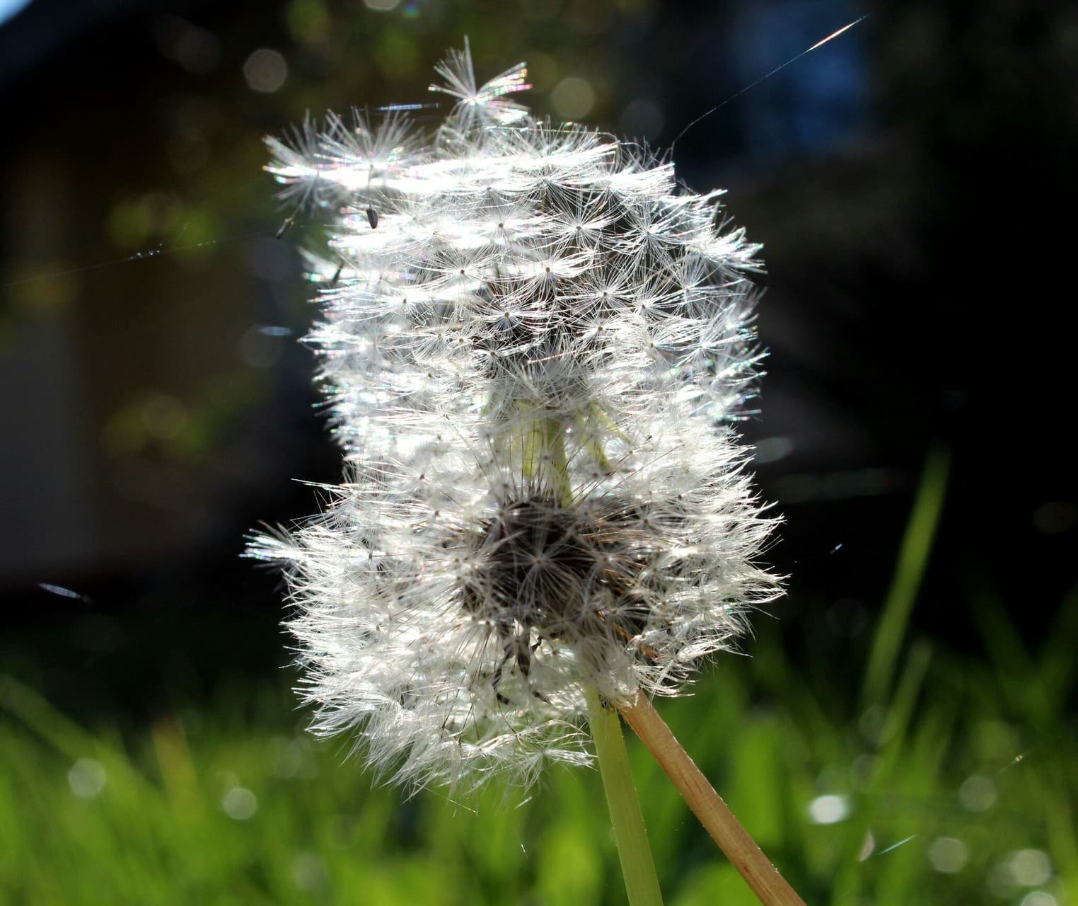 Dandelions