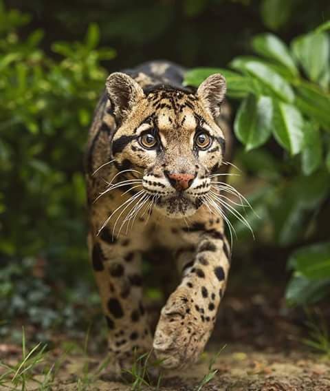 big cat