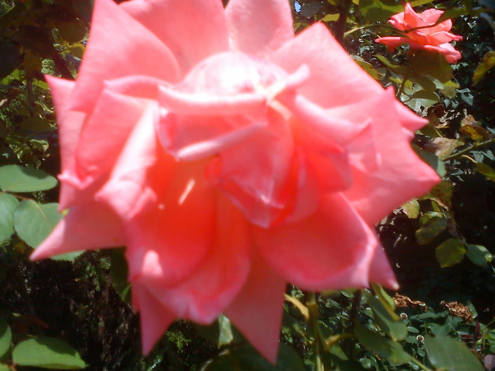 red rose