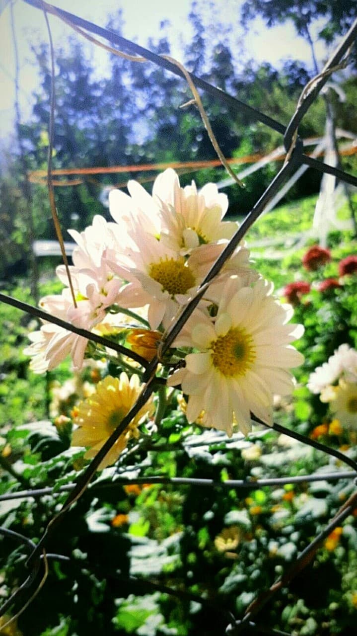 flowers