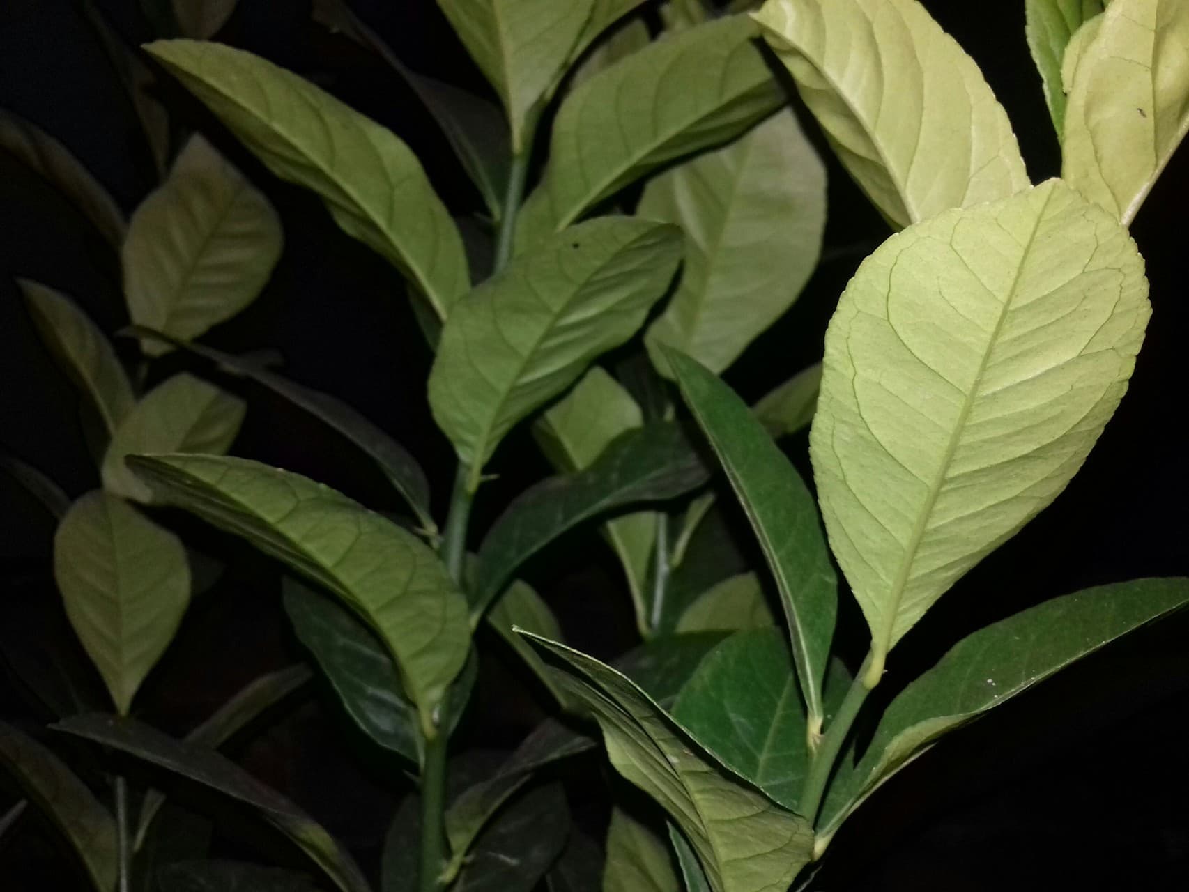 Night leaf