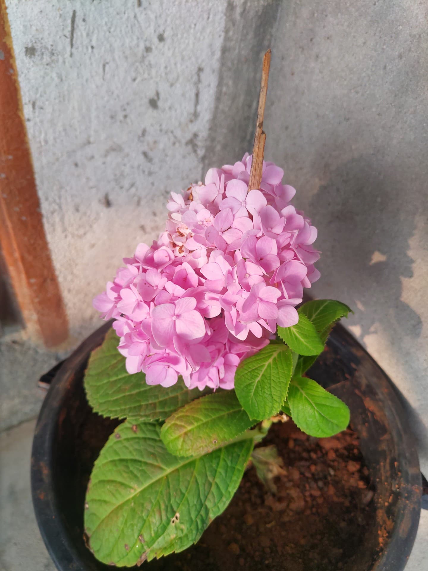 plant