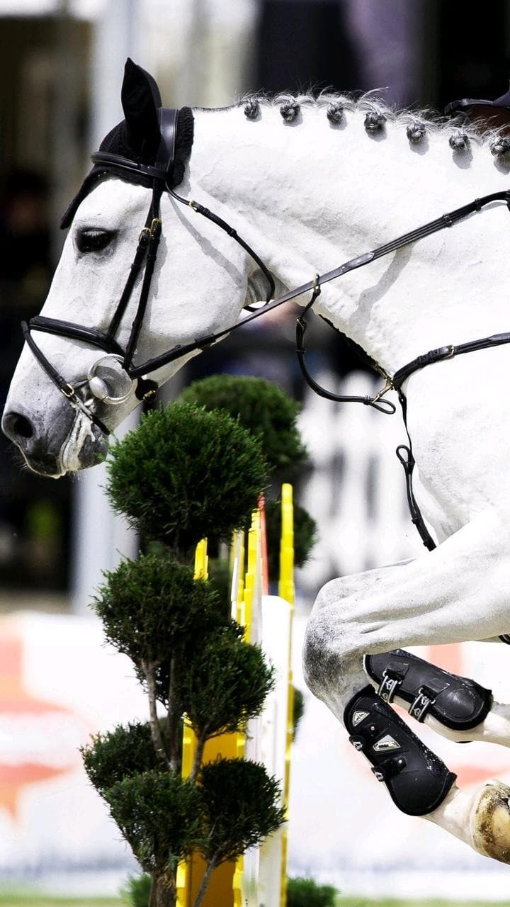 Springreiten