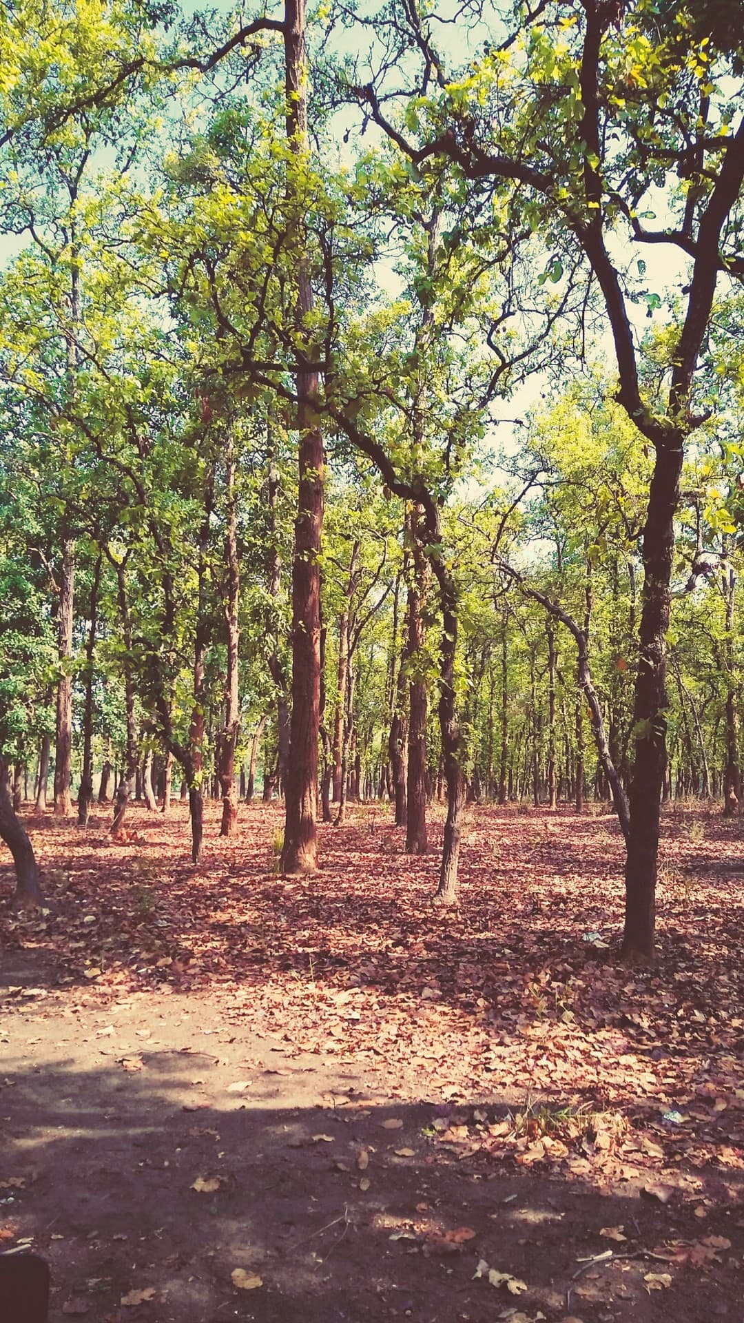 forest trees