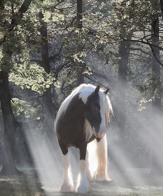 Magical Gypsy ❤❤❤