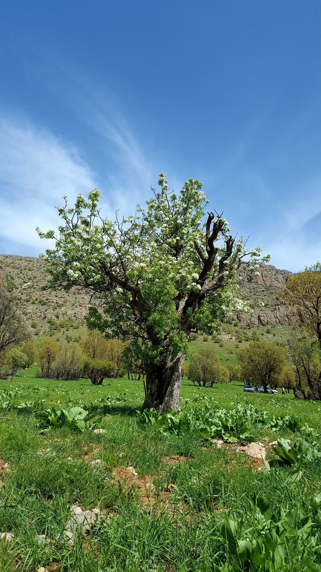 گلابی