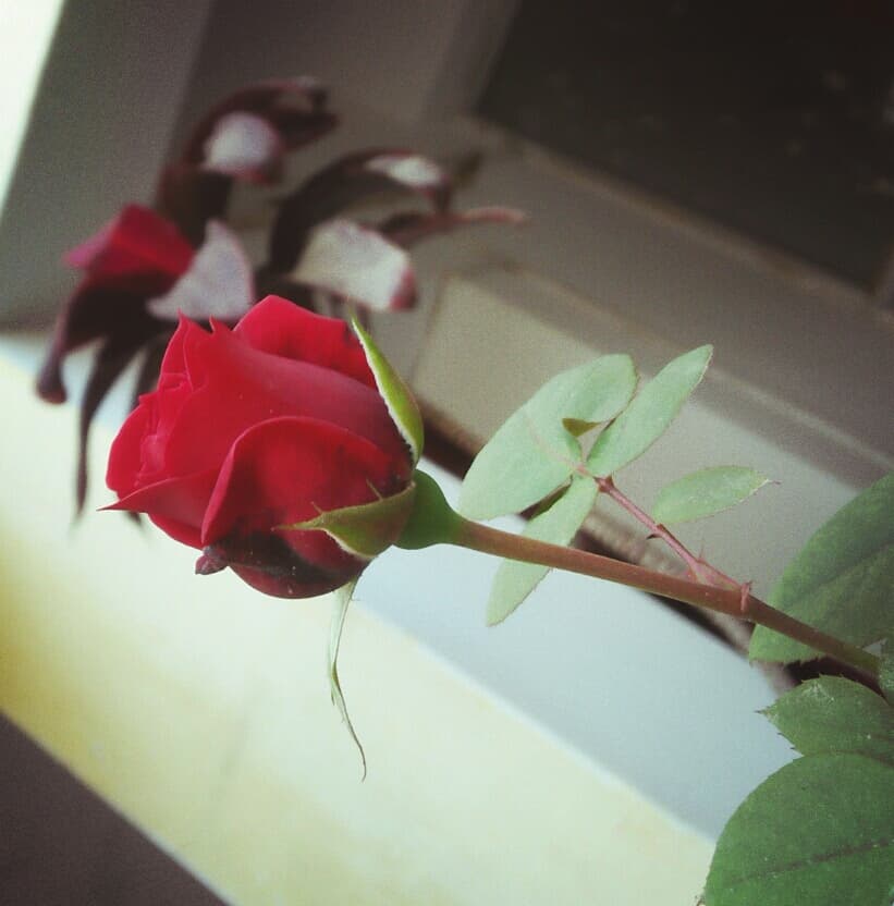 Red rose #A.puahkar
