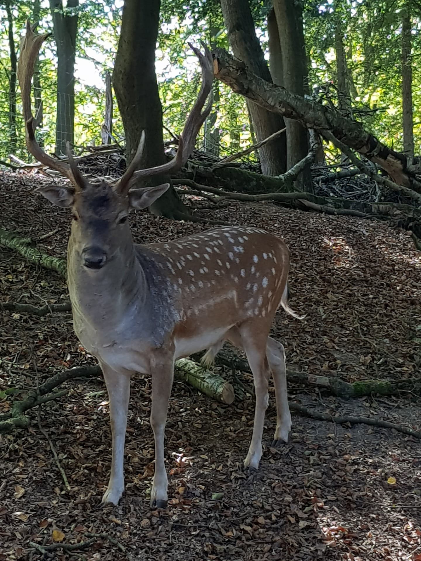 forest