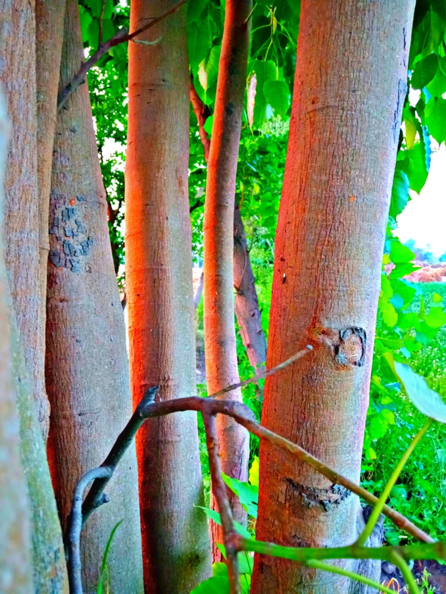 Stems