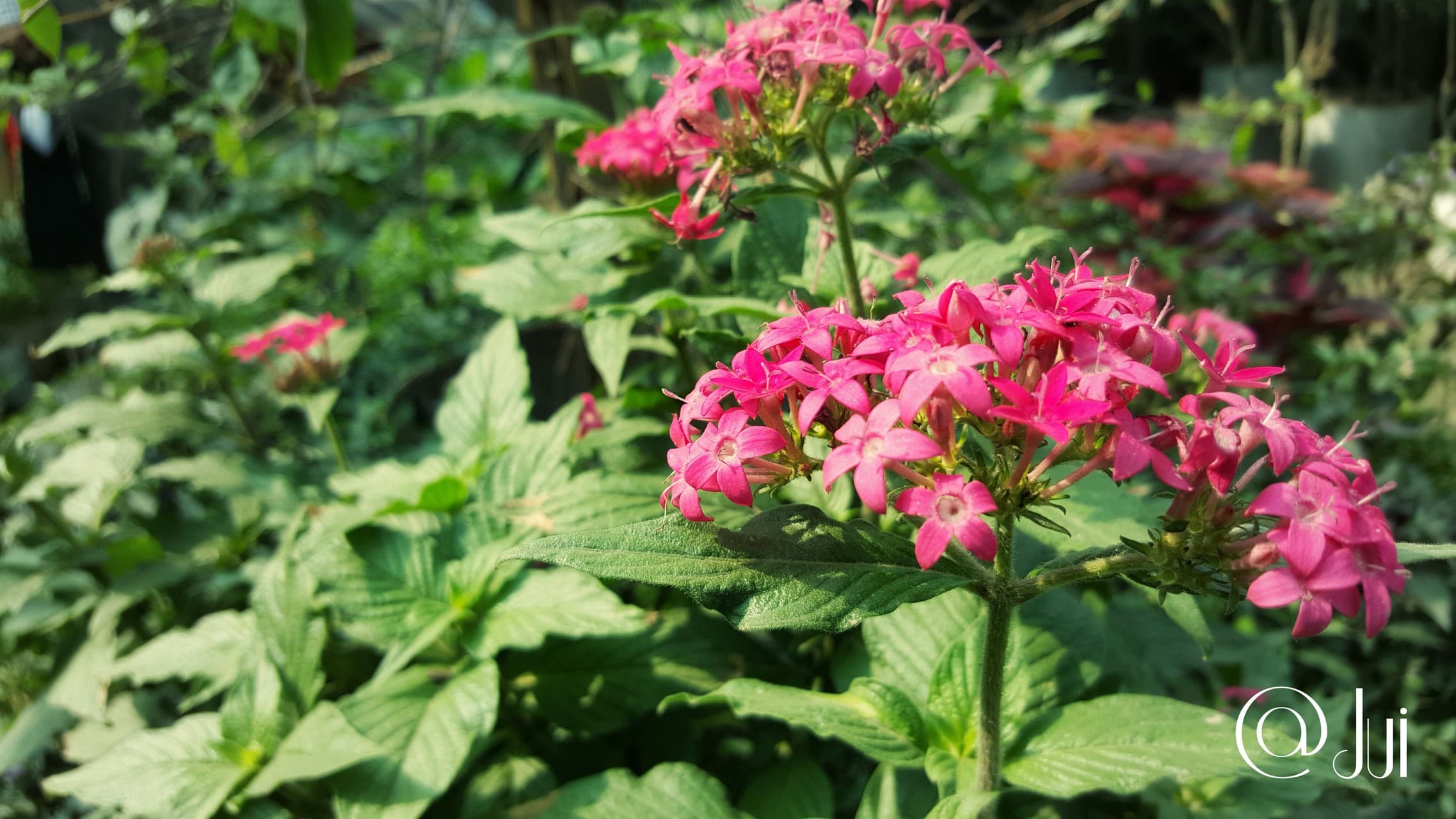 Pink Bloom